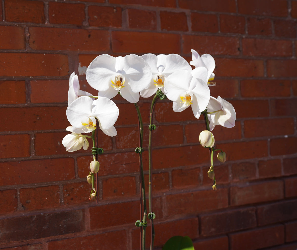 White Double Orchid Plant - Extra Large