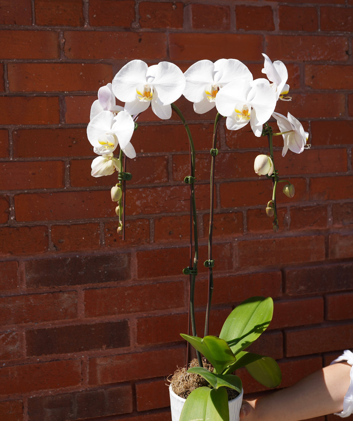 White Double Orchid Plant - Extra Large