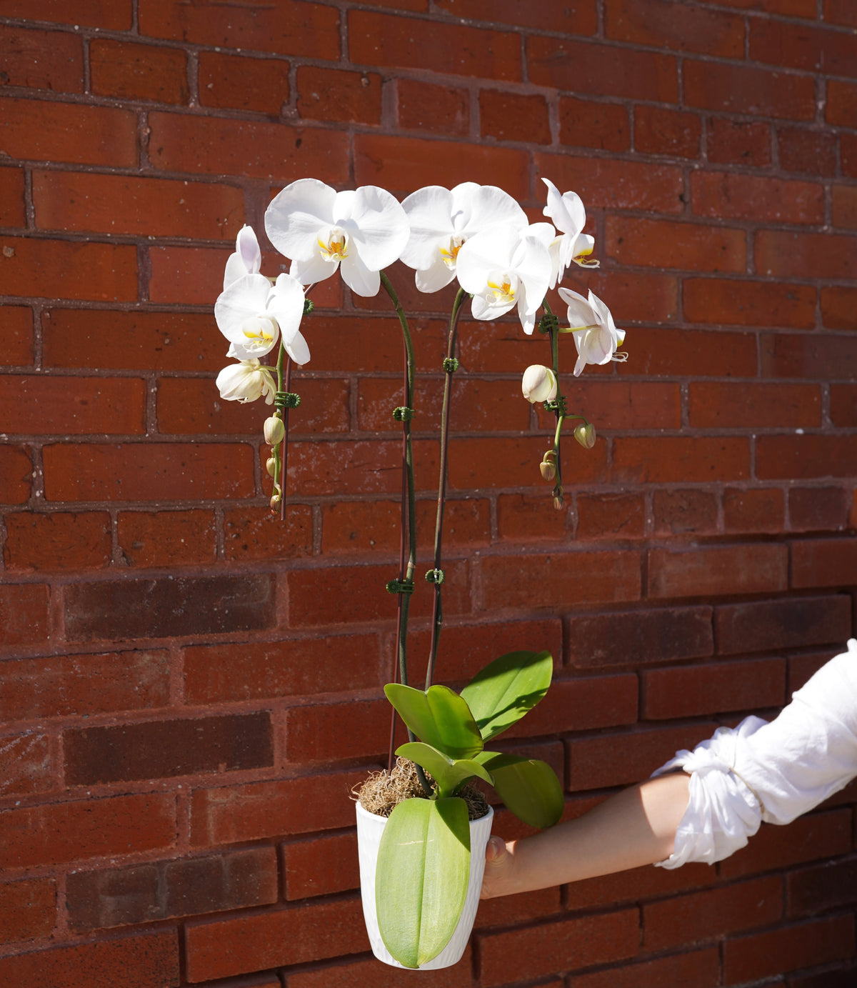 White Double Orchid Plant - Extra Large