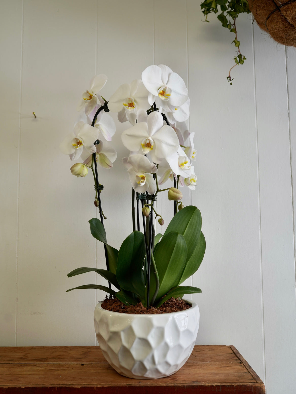 Mixed Tropical Planter