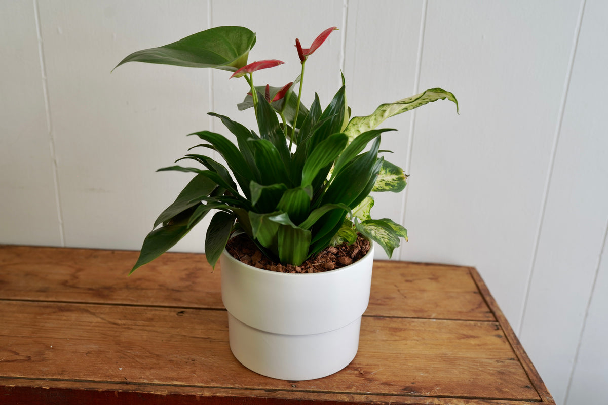 Mixed Tropical Planter