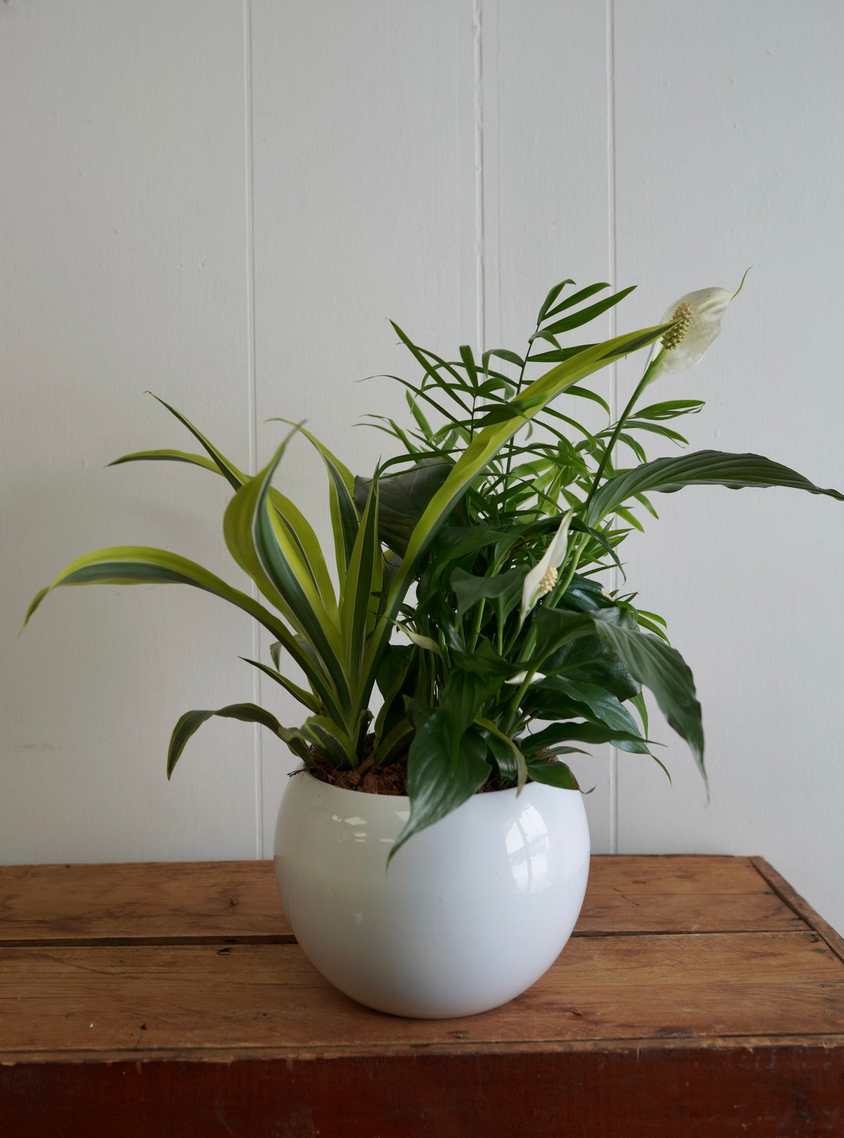 Mixed Tropical Planter