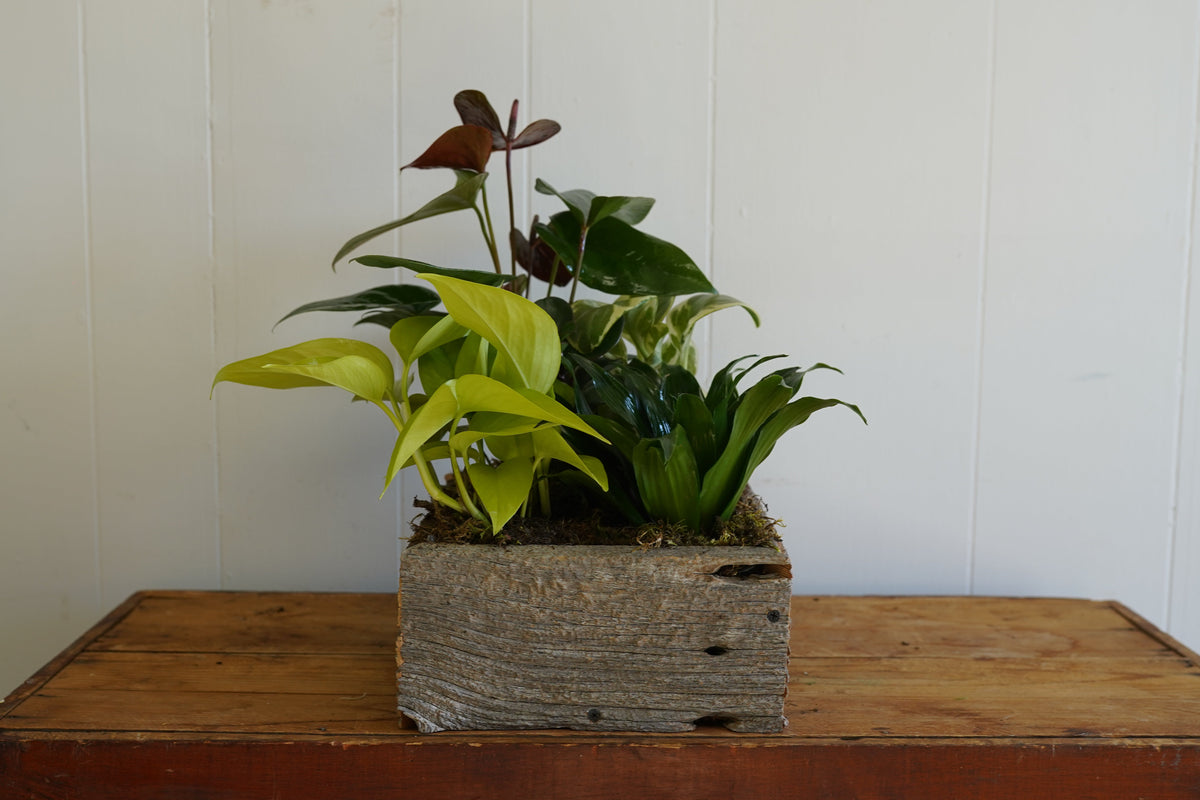 Mixed Tropical Planter