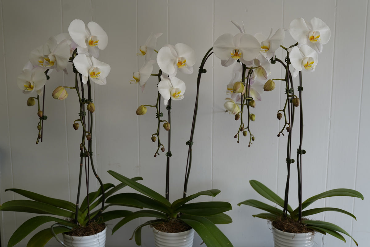 White Double Orchid Plant - Extra Large