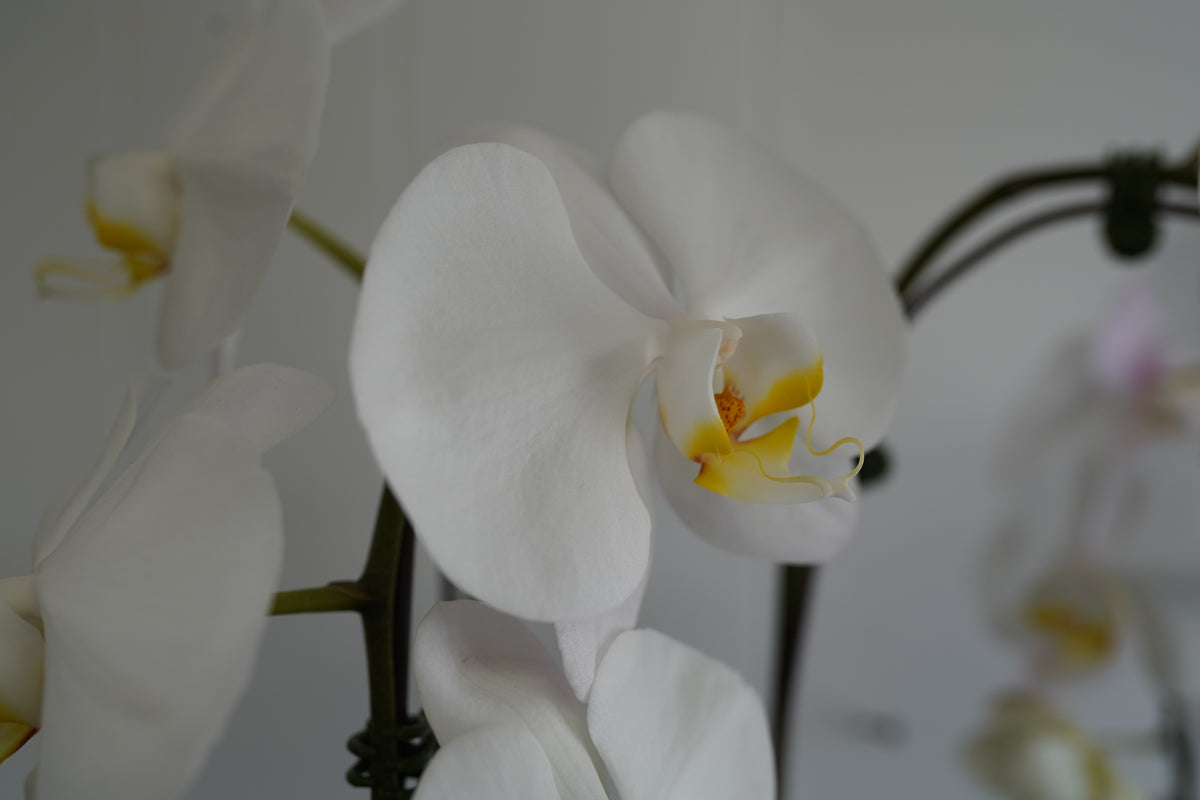 White Double Orchid Plant - Extra Large